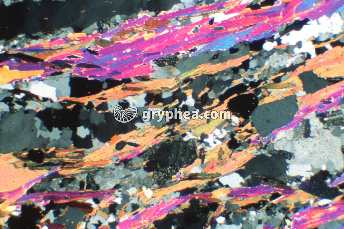 Gneiss LPA x6 - gryphea.com